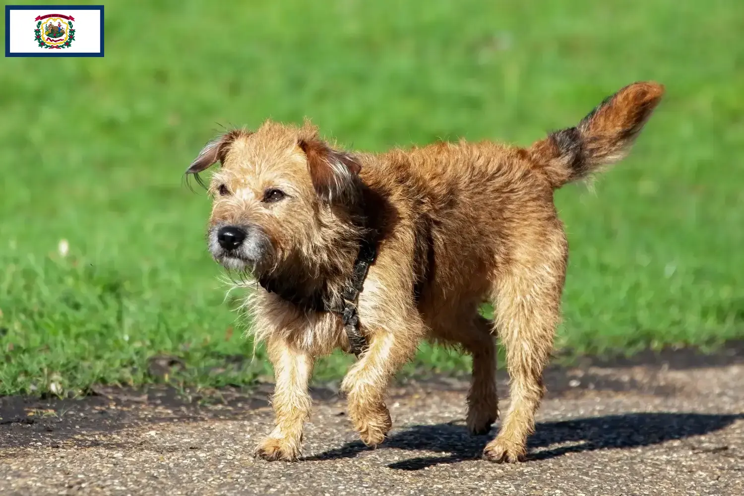 Border Terrier puppies and breeders West Virginia Find Border Terrier breeders in West Virginia.