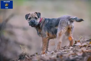 Read more about the article Border Terrier breeders and puppies in Wisconsin