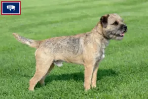 Read more about the article Border Terrier Breeders and Puppies in Wyoming