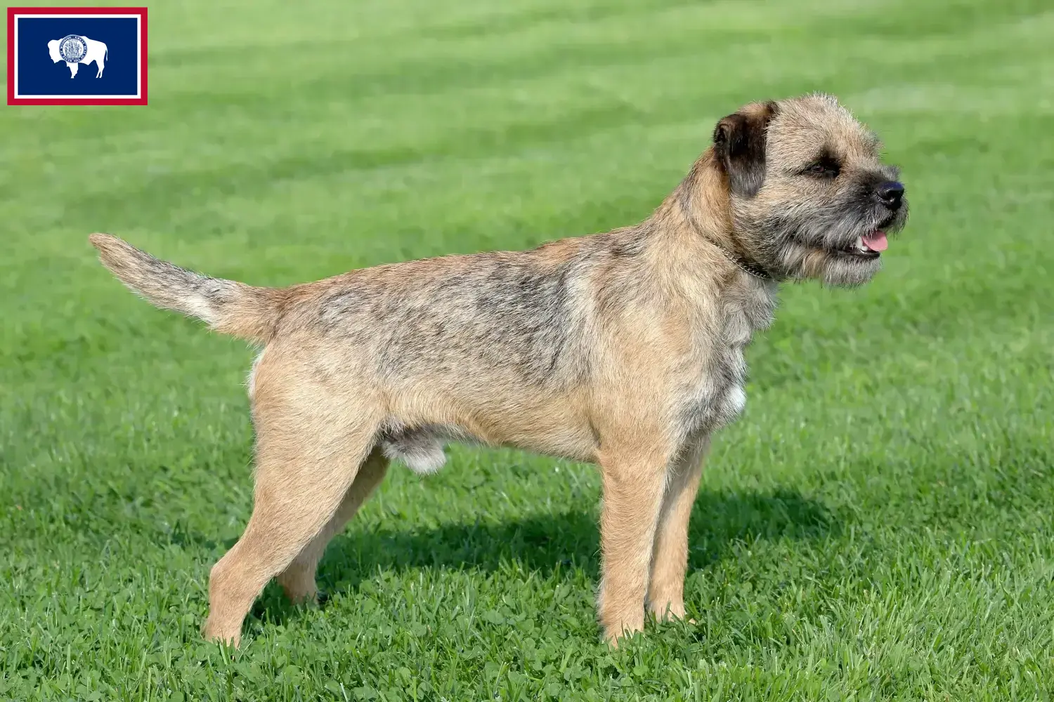 Border Terrier puppies and breeders Wyoming Find Border Terrier breeders in Wyoming.
