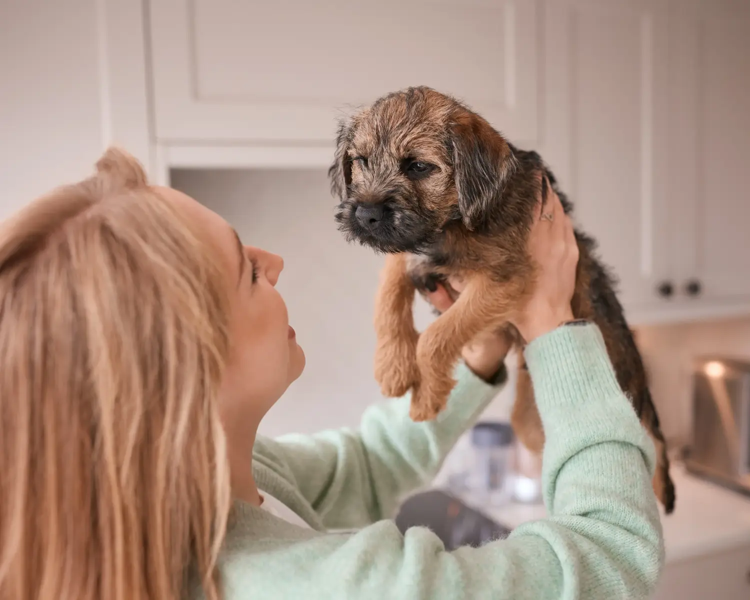Buying a Border Terrier puppy means taking responsibility! Buy Border Terrier puppies.