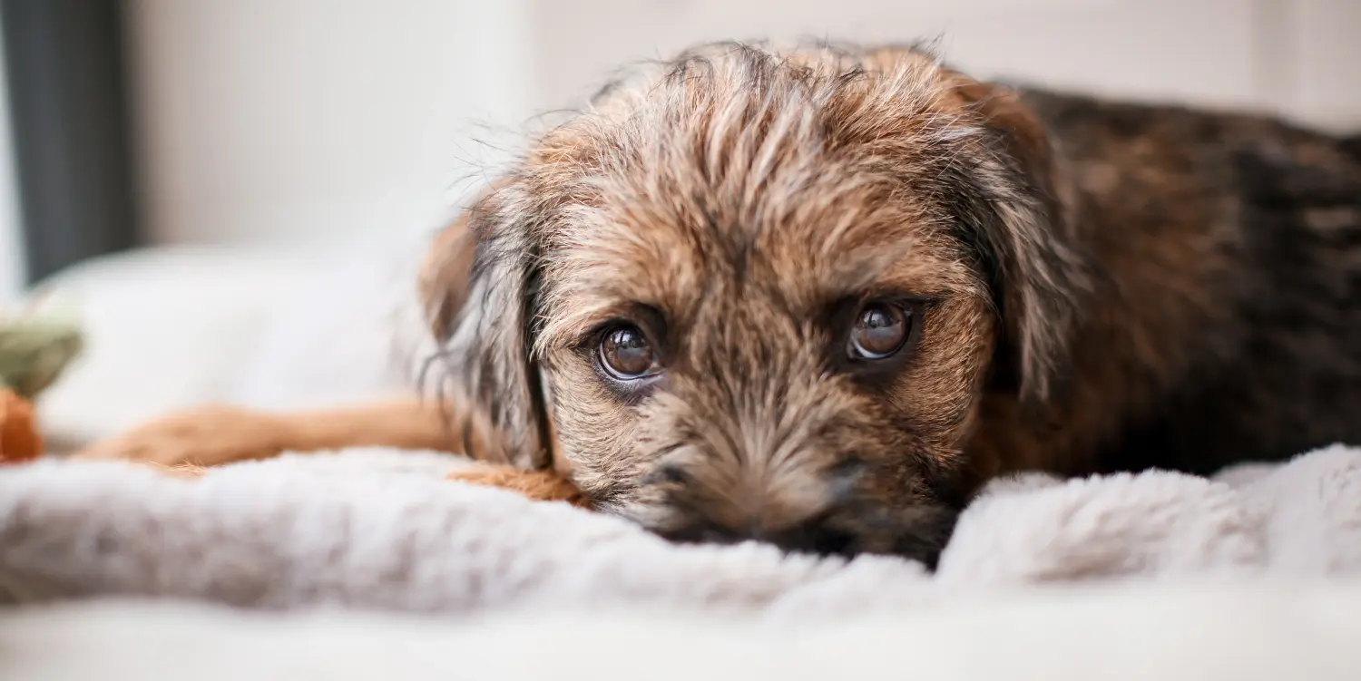 Buying a Border Terrier puppy means taking responsibility! Buy Border Terrier puppies.