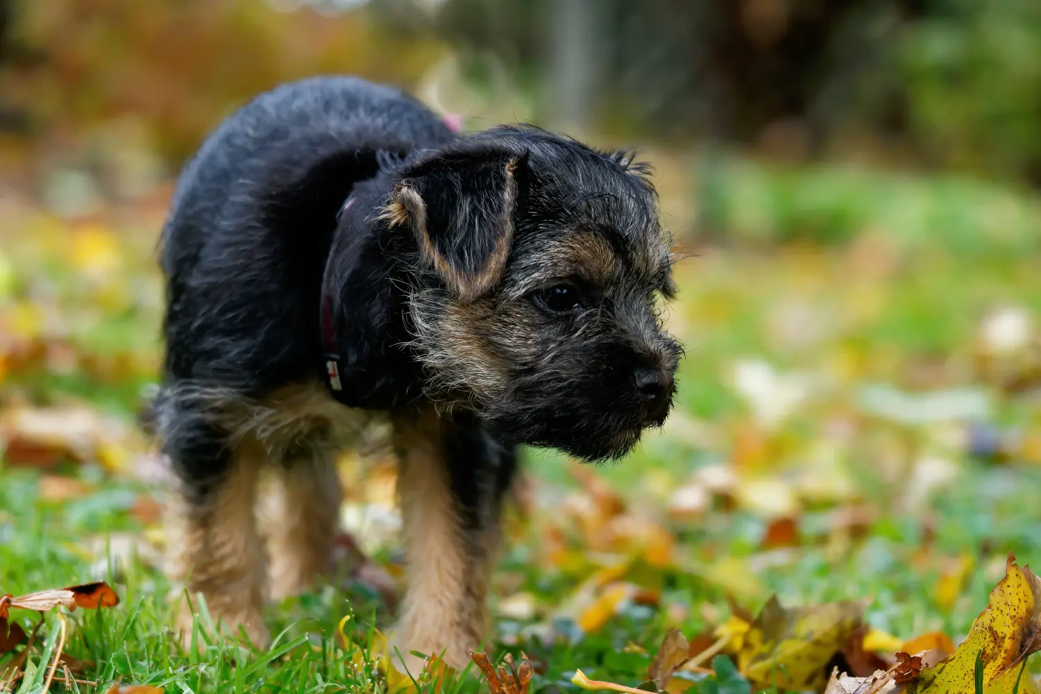 Buying a Border Terrier puppy means taking responsibility! Buy Border Terrier puppies.