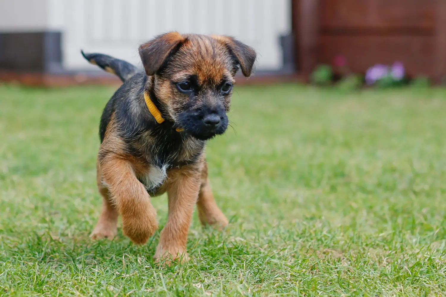 Buying a Border Terrier puppy means taking responsibility! Buy Border Terrier puppies.