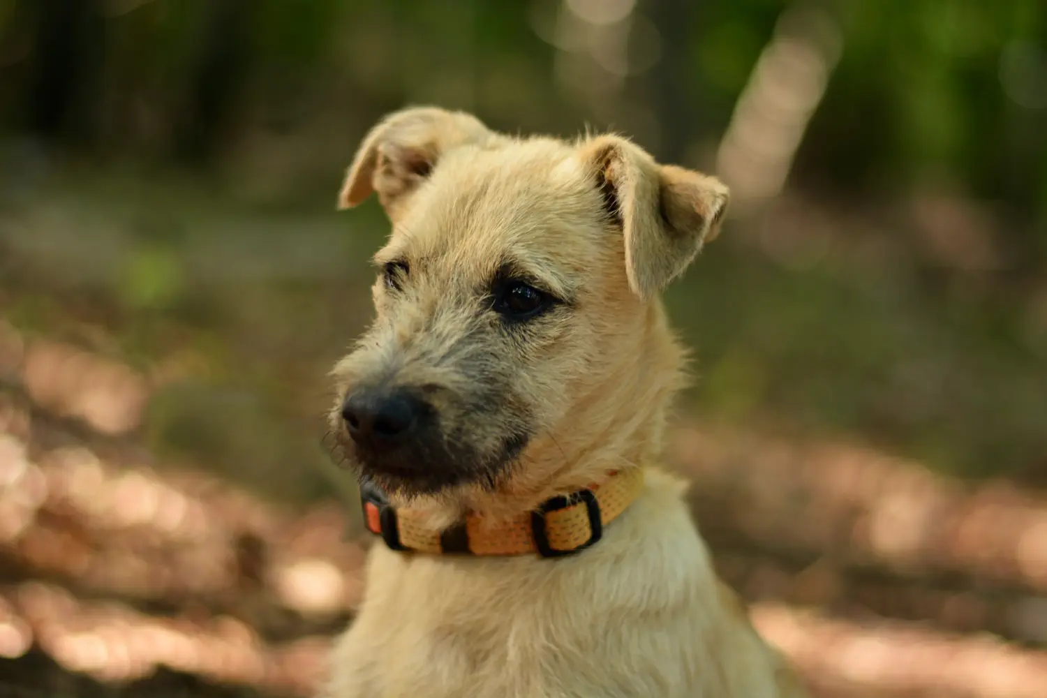Buying a Border Terrier puppy means taking responsibility! Buy Border Terrier puppies.