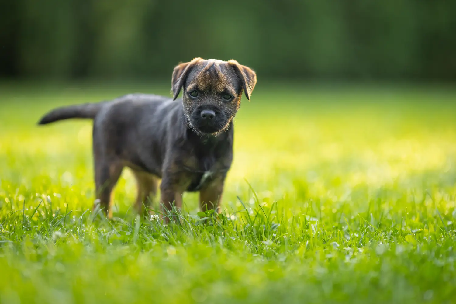 Buying a Border Terrier puppy means taking responsibility! Buy Border Terrier puppies.
