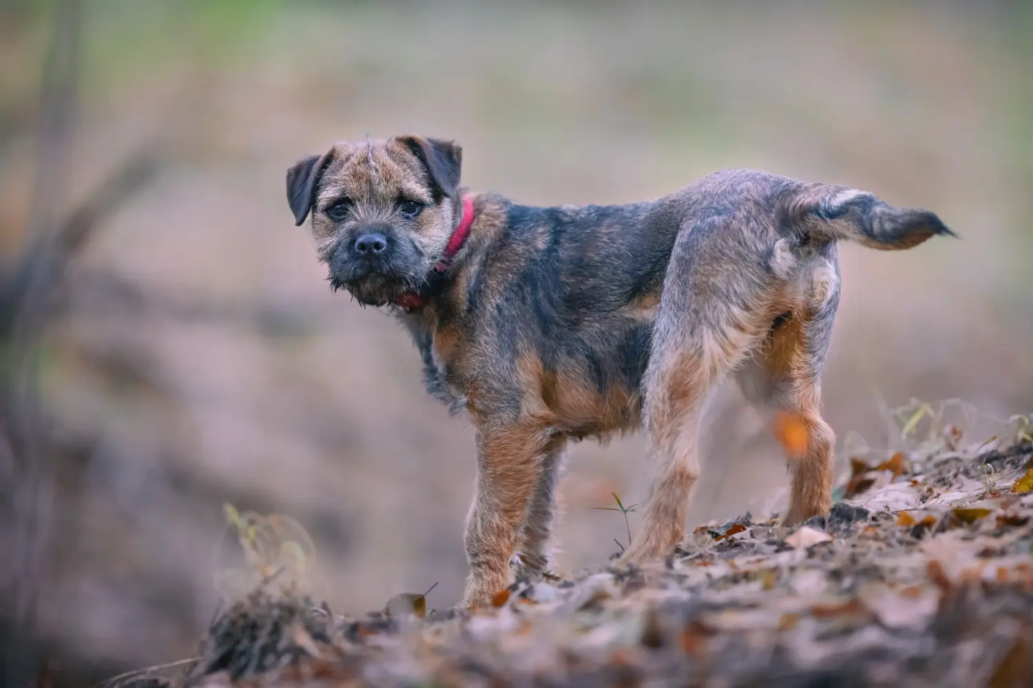 Buying a Border Terrier puppy means taking responsibility! Buy Border Terrier puppies.