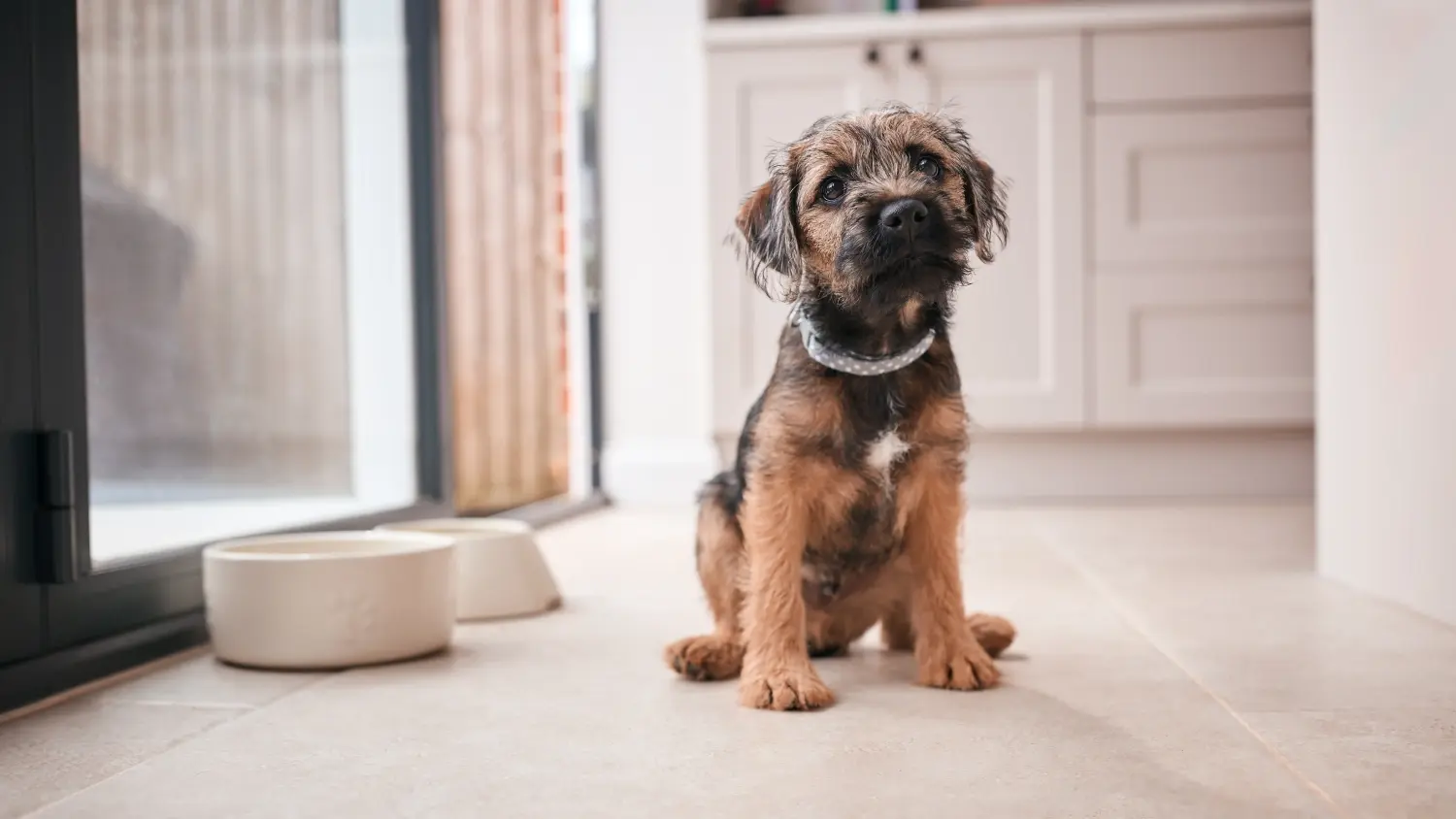 Buying a Border Terrier puppy means taking responsibility! Buy Border Terrier puppies.