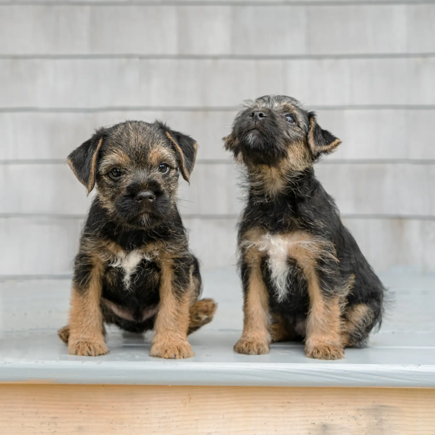 Buying a Border Terrier puppy means taking responsibility! Buy Border Terrier puppies.
