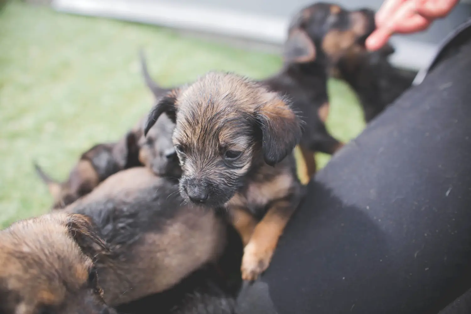 Buying a Border Terrier puppy means taking responsibility! Buy Border Terrier puppies.
