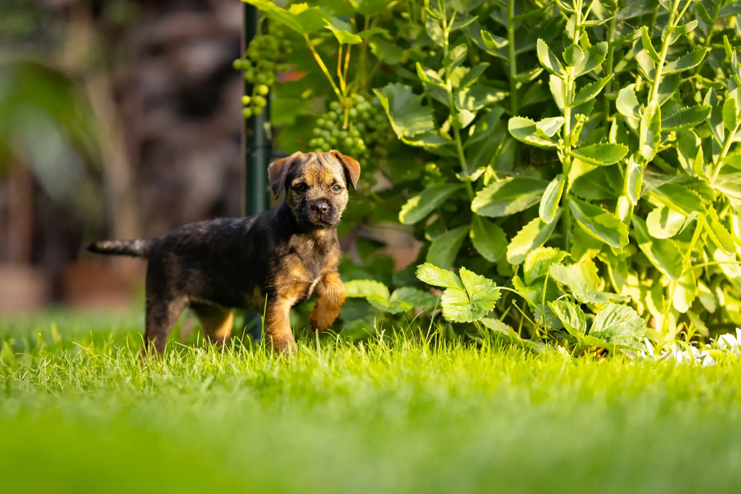 Buying a Border Terrier puppy means taking responsibility! Buy Border Terrier puppies.
