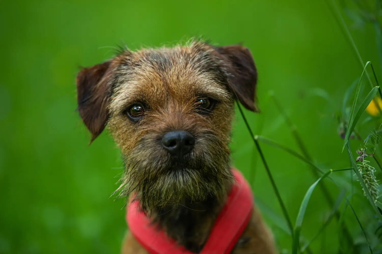 Buying a Border Terrier puppy means taking responsibility! Buy Border Terrier puppies.