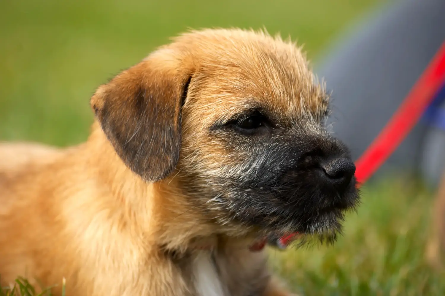 Buying a Border Terrier puppy means taking responsibility! Buy Border Terrier puppies.