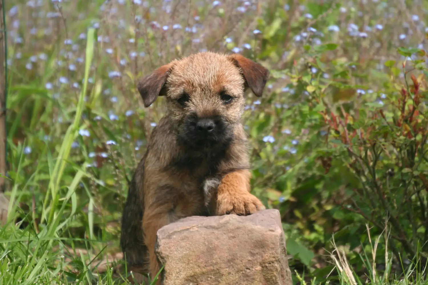 Buying a Border Terrier puppy means taking responsibility! Buy Border Terrier puppies.