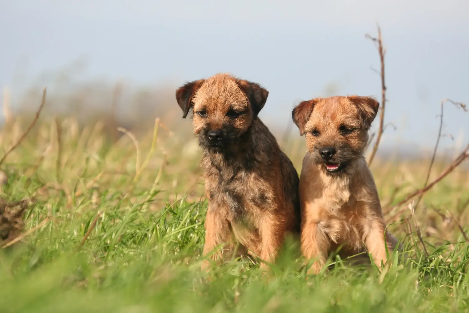 Buying a Border Terrier puppy means taking responsibility! Buy Border Terrier puppies.