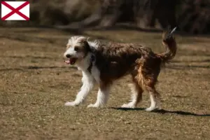Read more about the article Bordoodle breeders and puppies in Alabama
