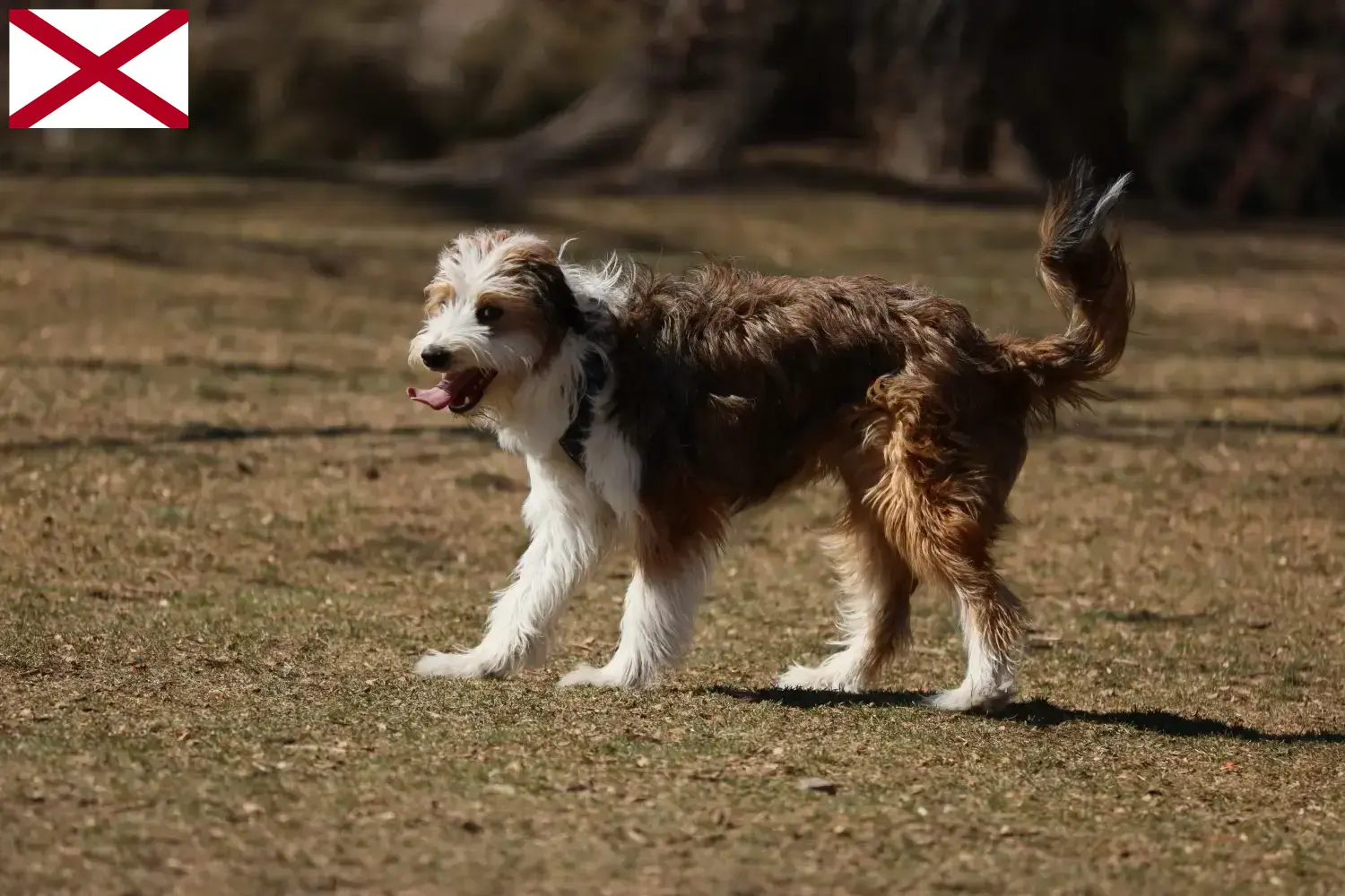 Bordoodle puppies and breeder Alabama Find Bordoodles breeders in Alabama here.