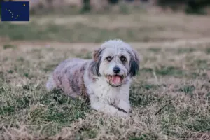 Read more about the article Bordoodle breeders and puppies in Alaska