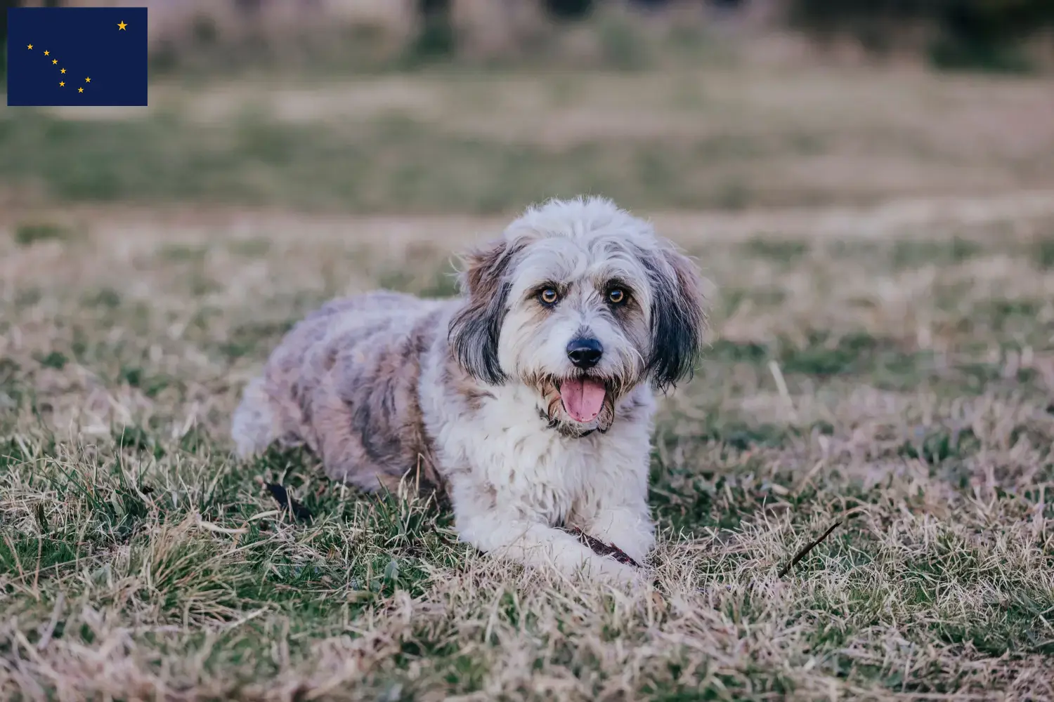 Bordoodle puppies and breeders Alaska Here you can find Bordoodles breeders in Alaska.