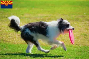 Read more about the article Bordoodle breeders and puppies in Arizona