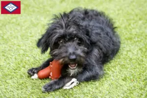 Read more about the article Bordoodle breeders and puppies in Arkansas