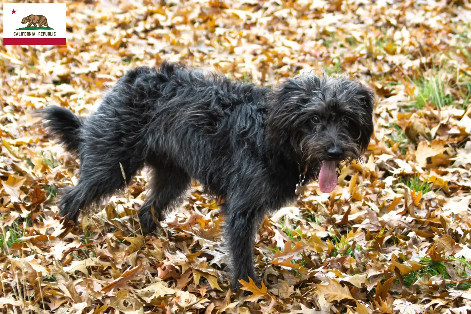 Bordoodle puppies and breeder California Find Bordoodles breeders in California here.