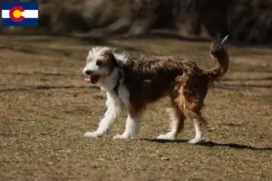 Read more about the article Bordoodle breeders and puppies in Colorado
