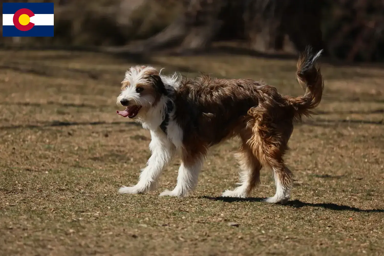 Bordoodle puppies and breeders Colorado Find Bordoodles breeders in Colorado here.
