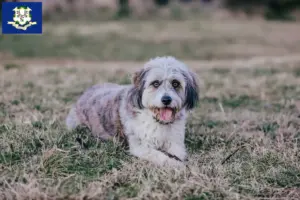 Read more about the article Bordoodle breeders and puppies in Connecticut