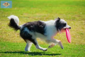 Read more about the article Bordoodle breeders and puppies in Delaware