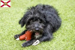Read more about the article Bordoodle breeders and puppies in Florida
