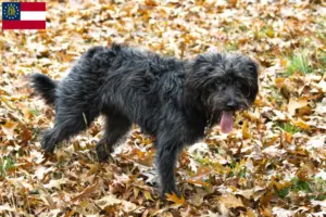 Read more about the article Bordoodle breeders and puppies in Georgia