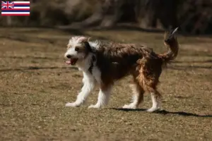 Read more about the article Bordoodle breeders and puppies in Hawaii