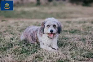 Read more about the article Bordoodle breeders and puppies in Idaho
