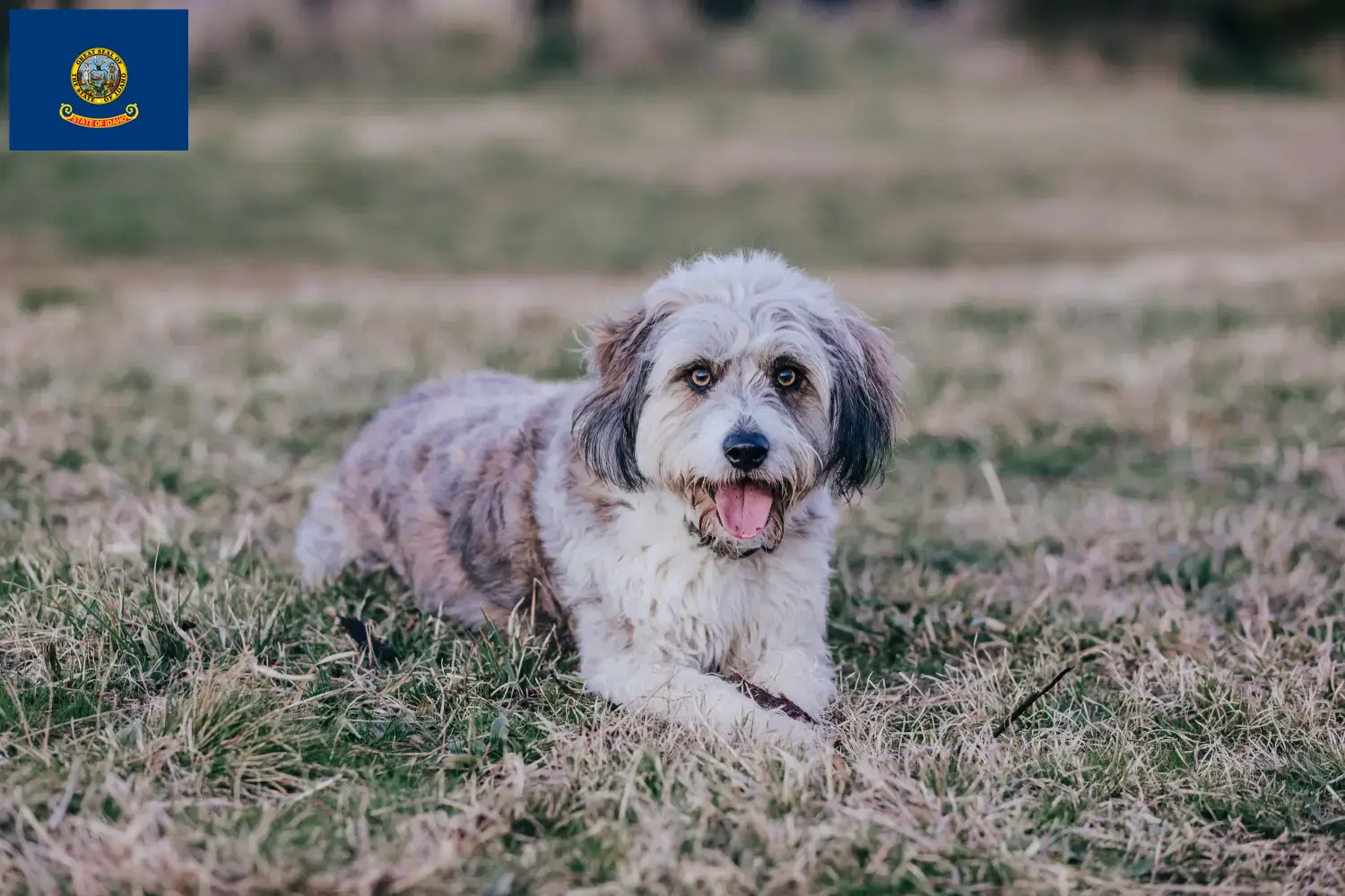 Bordoodle puppies and breeders Idaho Find Bordoodles breeders in Idaho here.