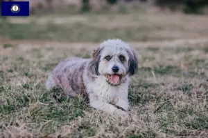 Read more about the article Bordoodle breeders and puppies in Kentucky