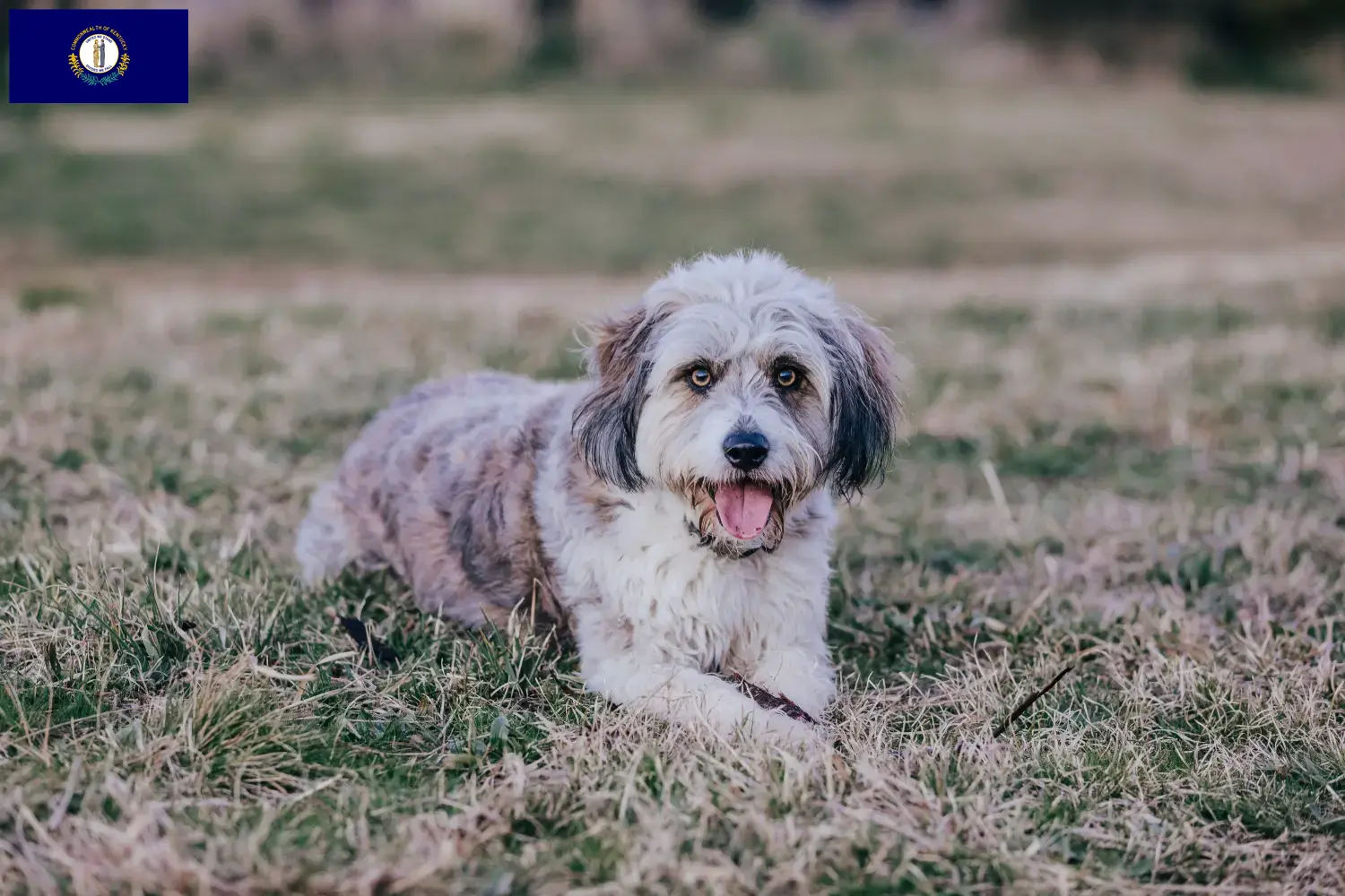 Bordoodle puppies and breeders Kentucky Find Bordoodles breeders in Kentucky here.