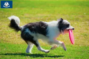Read more about the article Bordoodle breeders and puppies in Louisiana