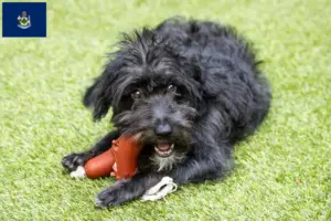 Read more about the article Bordoodle breeders and puppies in Maine