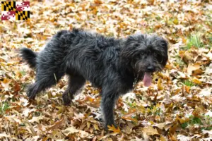 Read more about the article Bordoodle breeders and puppies in Maryland