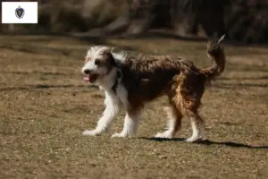 Read more about the article Bordoodle breeders and puppies in Massachusetts