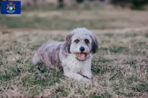 Read more about the article Bordoodle breeders and puppies in Michigan