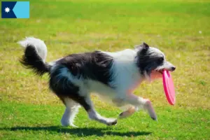 Read more about the article Bordoodle breeders and puppies in Minnesota