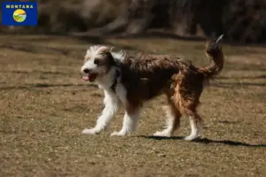 Read more about the article Bordoodle breeders and puppies in Montana