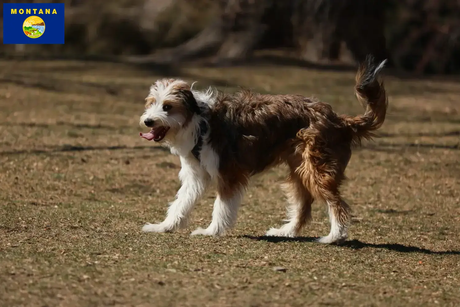 Bordoodle puppies and breeder Montana Find Bordoodles breeders in Montana here.