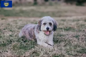 Read more about the article Bordoodle breeders and puppies in Nebraska