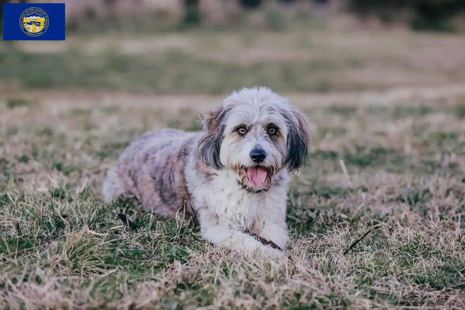 Bordoodle puppies and breeders Nebraska Find Bordoodles breeders in Nebraska here.