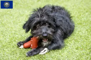 Read more about the article Bordoodle breeders and puppies in New Hampshire