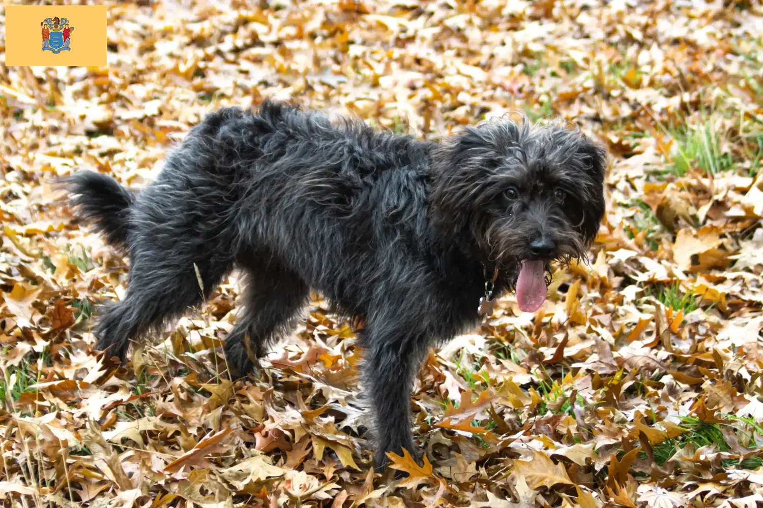 Bordoodle puppies and breeders New Jersey Find Bordoodles breeders in New Jersey here.