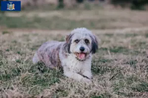 Read more about the article Bordoodle breeders and puppies in New York